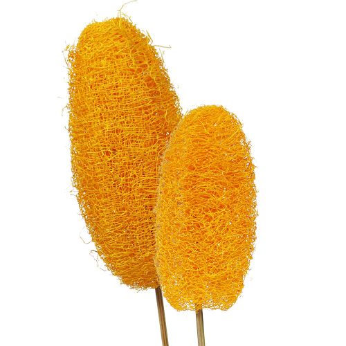 Luffa grande su stecco giallo oro 25 pz