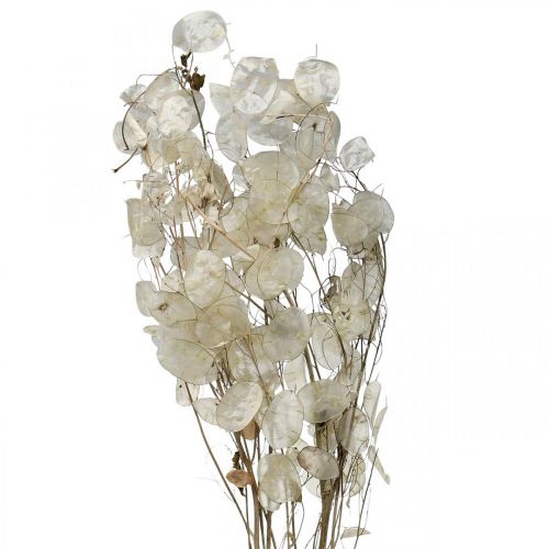Floristik24 Lunaria fiori secchi luna viola foglia argento essiccata 60-80 cm 30g