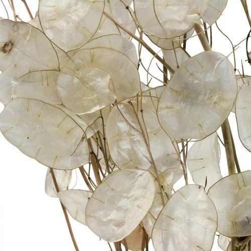 Prodotto Lunaria fiori secchi luna viola foglia argento essiccata 60-80 cm 30g