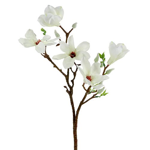 Floristik24 Magnolia bianco 51cm 3 pezzi