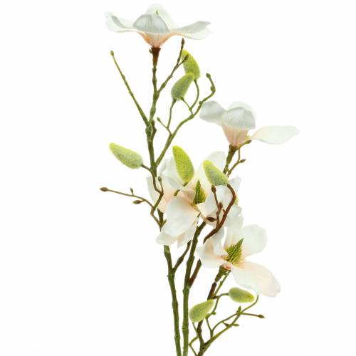 Magnolia Pesca 85cm