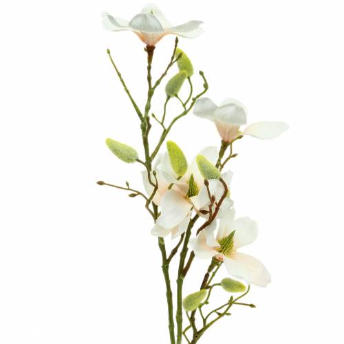 Floristik24 Magnolia Pesca 85cm