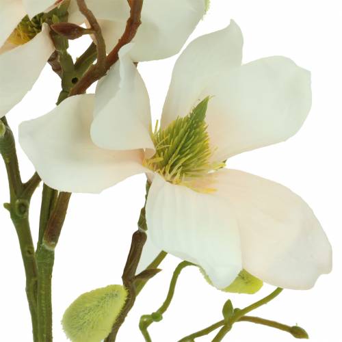 Magnolia Pesca 85cm