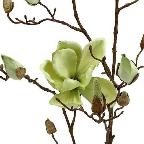 Prodotto Ramo di magnolia verde L110cm