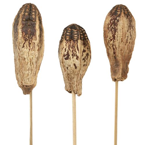Floristik24 Cialde in Mogano Decorazione a Secco Naturale 45cm 50 pz
