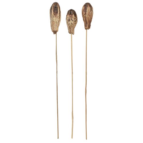 Prodotto Cialde in Mogano Decorazione a Secco Naturale 45cm 50 pz