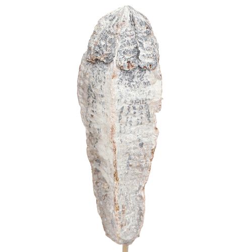Prodotto Baccelli Mogano decoro a secco bianco naturale 45 cm 50 pz