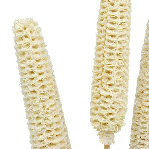 Pannocchie di mais sbiancate su stecco 20pz