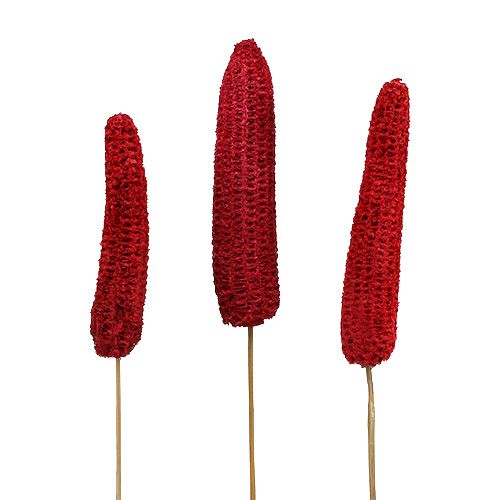 Floristik24 Pannocchie di mais su stecco rosse 20 pz