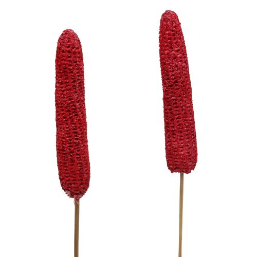 Floristik24 Pannocchie di mais su stecco rosse, bianche lavate 20 pz