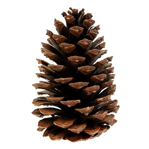 Prodotto Coni Maritima 10/14 naturali 50 pz