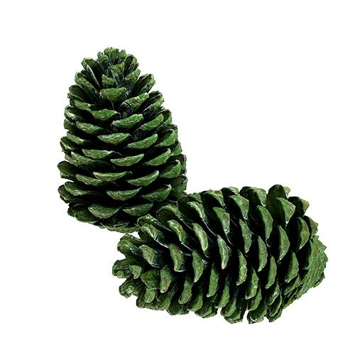 Floristik24 Coni Maritima 10 cm - 16 cm verde satinato 12 pezzi