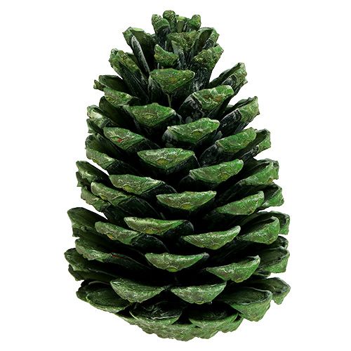 Prodotto Coni Maritima 10cm - 16cm verde satinato 12 pz