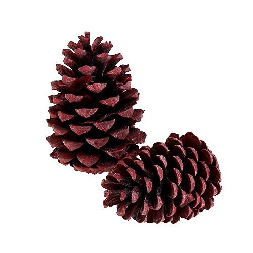 Floristik24 Coni Maritima 10-15 cm rosso satinato 12 pezzi