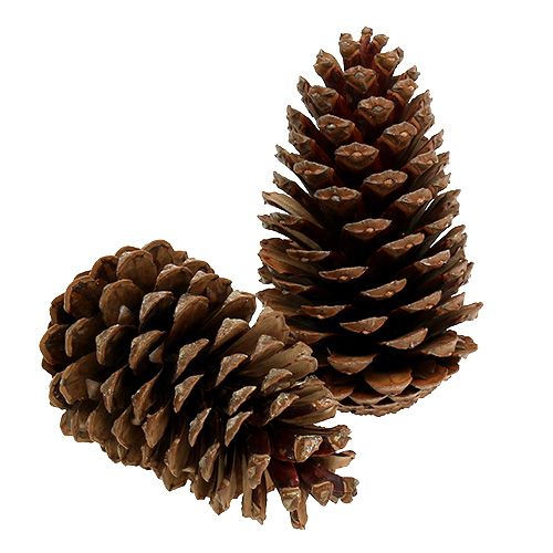 Floristik24 Coni Maritima 14/18 naturali 25 pz