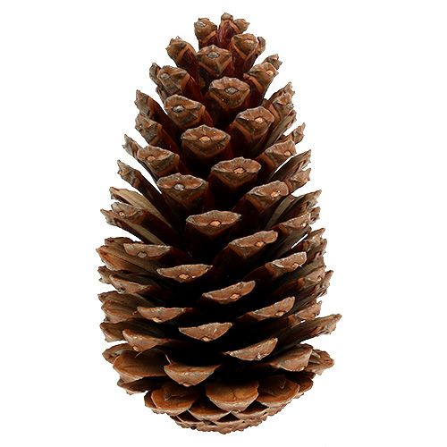 Floristik24 Coni Maritima 14/18 naturali 25 pz