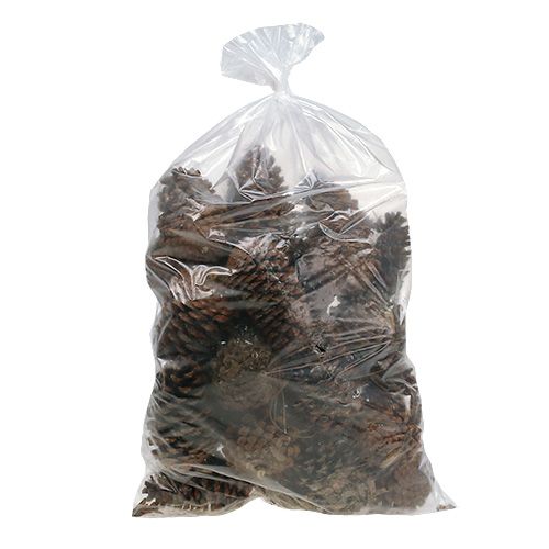 Coni Maritima 14/18 naturali 25 pz | Floristik24.it