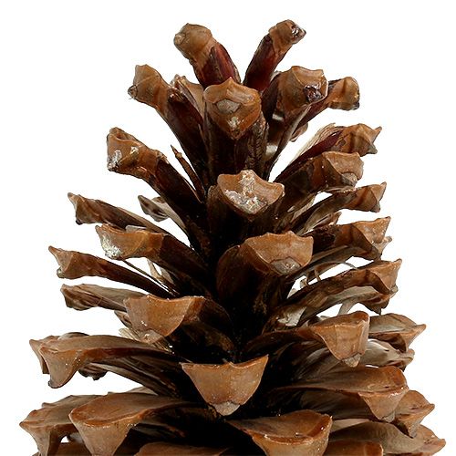 Floristik24 Coni Maritima 17+ naturali 25 pz
