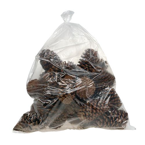 Floristik24 Coni Maritima 17+ naturali 25 pz