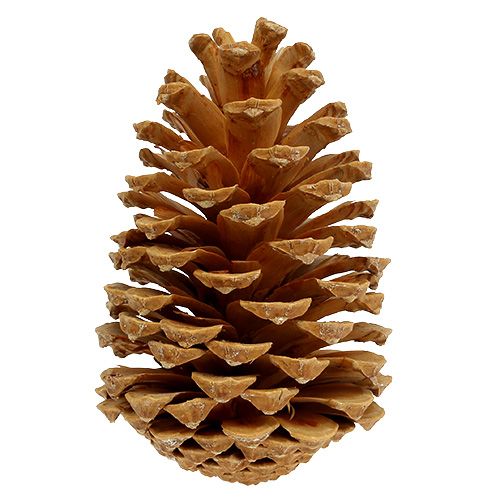 Prodotto Coni Maritima misti crema-vaniglia 5-18 cm 25 pz