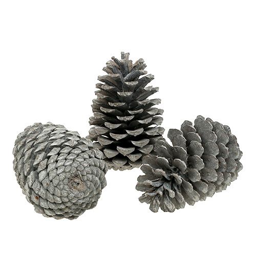 Coni Maritima 10cm - 14cm bianco lavato 25p