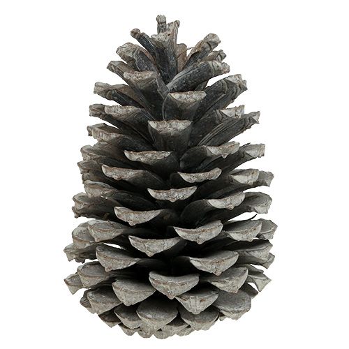 Coni Maritima 10cm - 14cm bianco lavato 25p