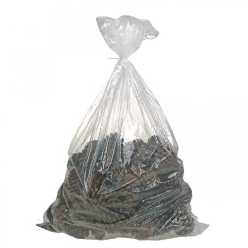Prodotto Coni Maritima, floristica in lutto, decorazione dell'Avvento, prodotto naturale H12-15cm Ø6,5-10cm 50 pezzi