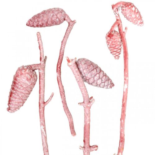 Prodotto Cono marittimo su ramo rosa/bianco cerato 400g
