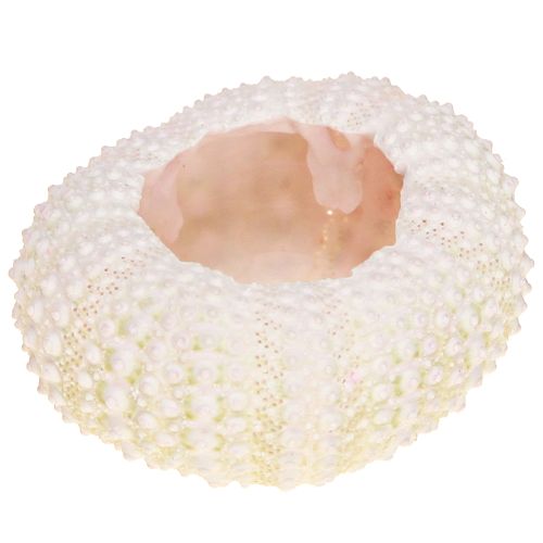 Prodotto Decorazione marittima conchiglia di riccio di mare rosa, decorazione sparsa bianca 20 pezzi