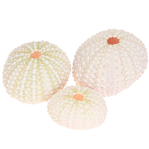 Prodotto Decorazione marittima conchiglia di riccio di mare rosa, decorazione sparsa bianca 20 pezzi