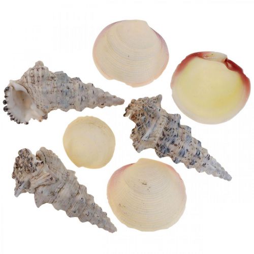 Floristik24 Decorazione Marittima Conchiglie Conchiglie di Lumaca Streudeko 600g