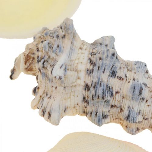 Floristik24 Decorazione Marittima Conchiglie Conchiglie di Lumaca Streudeko 600g