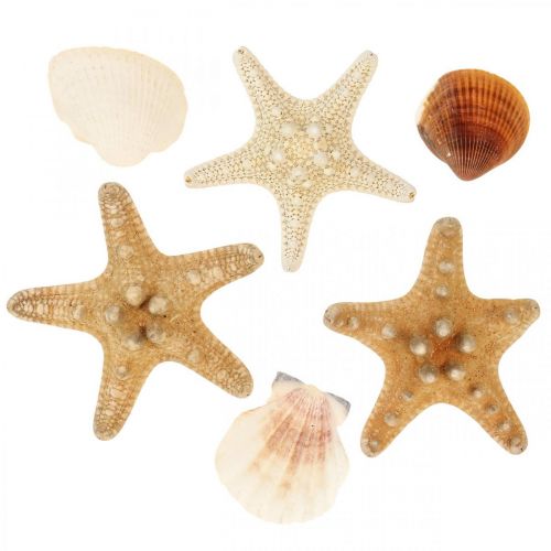 Floristik24 Decorazione marittima conchiglie stelle marine spruzzi di materiale artigianale