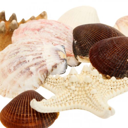 Floristik24 Decorazione marittima conchiglie stelle marine spruzzi di materiale artigianale