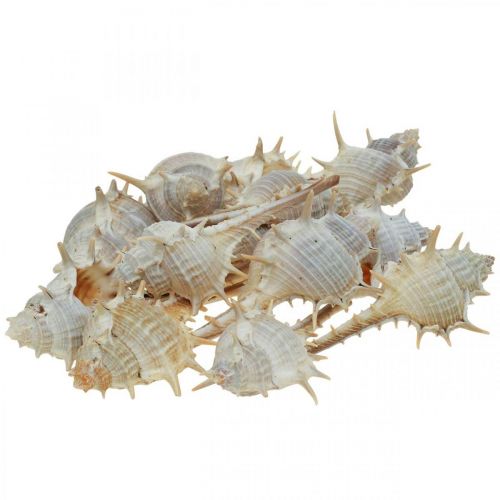 Floristik24 Decorazione marittima gusci di lumaca lumaca spinosa 3-6 cm 1 kg