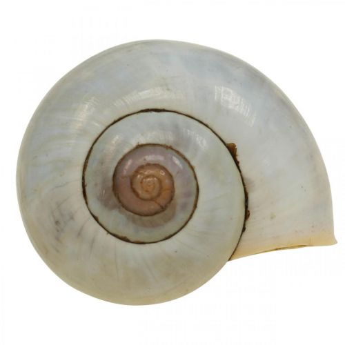 Floristik24 Decorazione marittima guscio di lumaca lumache naturali vuote 2-5 cm 1 kg