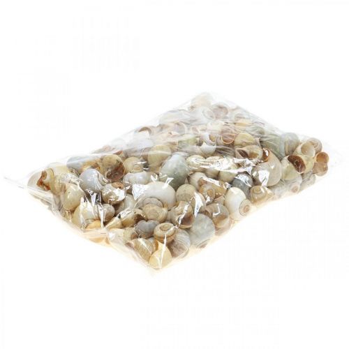 Floristik24 Decorazione marittima guscio di lumaca lumache naturali vuote 2-5 cm 1 kg