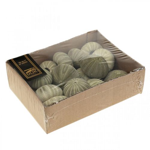 Prodotto Decorazione marittima decorazione riccio di mare verde decorazione estiva Ø5-6cm 17 pz