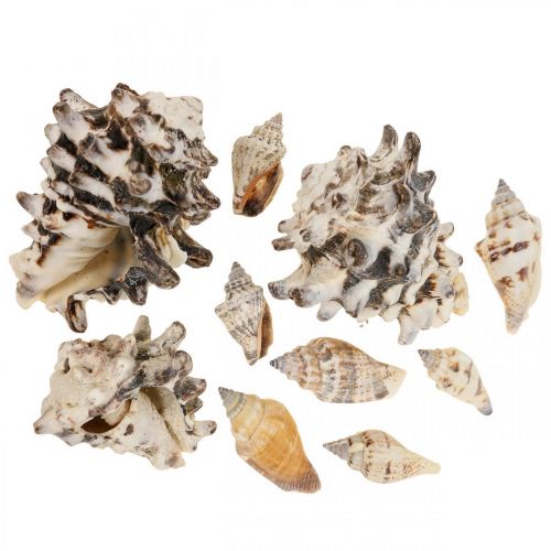 Floristik24 Maritime Deco Gusci di Lumaca Deco Lumaca di Mare 400g