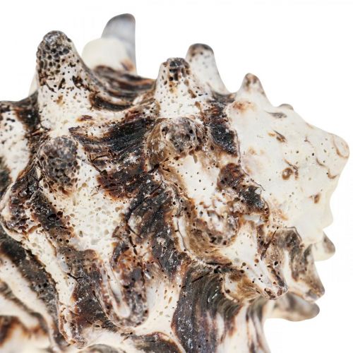 Floristik24 Maritime Deco Gusci di Lumaca Deco Lumaca di Mare 400g