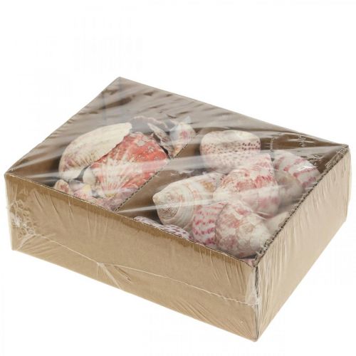 Floristik24 Decorazione marittima conchiglie vere decorazione conchiglie di lumaca 700g