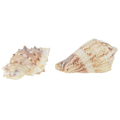 Prodotto Decorazione da tavola marittima decorazione sparsa decorazione naturale bianco naturale 400g