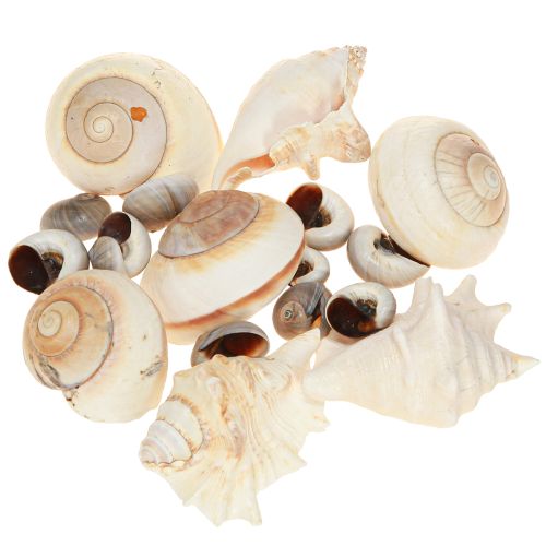 Floristik24 Guscio di lumaca di mare, naturale marittimo, 400 g