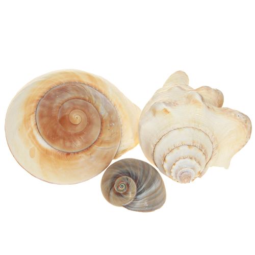 Prodotto Guscio di lumaca di mare, naturale marittimo, 400 g
