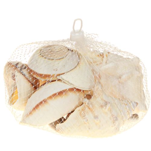 Prodotto Guscio di lumaca di mare, naturale marittimo, 400 g