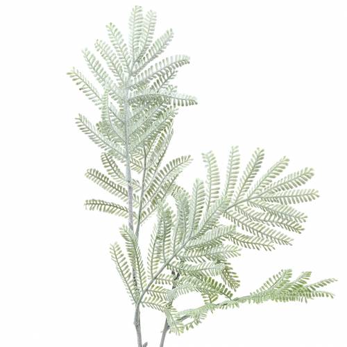 Floristik24 Ramo decorativo mimosa verde effetto gelo 63cm