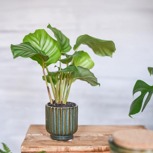 Floristik24 Mini vaso di fiori, fioriera in ceramica, fioriera ondulata verde, marrone Ø8cm H8.5cm