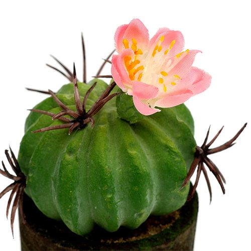Floristik24 Mini cactus con fiori H9-12cm 4 pezzi