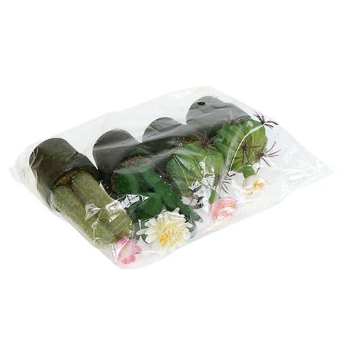 Floristik24 Mini cactus con fiori H9-12cm 4 pezzi