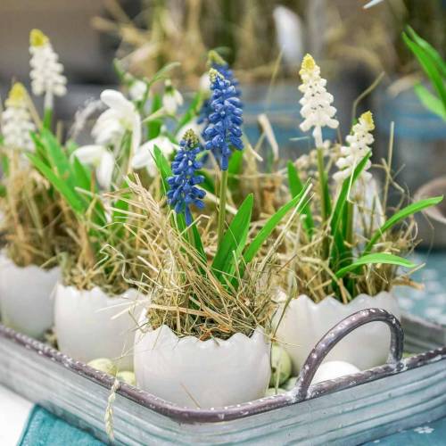 Floristik24 Mini vaso per piante guscio d&#39;uovo bianco Ø8cm H7cm 4pz